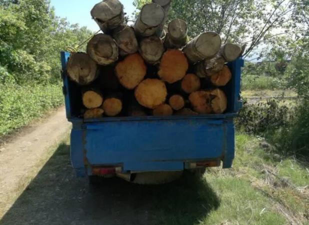 کشف ۲ تُن چوب بلوط قاچاق از وانت نیسان در سمیرم