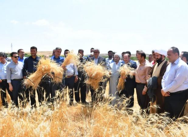 جشن برداشت گندم در مراغه با حضور مسئولان و کشاورزان نمونه