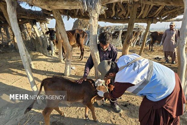 ایزانلو: بیش از ۱۵۰ هزار پایش بیماری‌های دامی در شیروان انجام شد