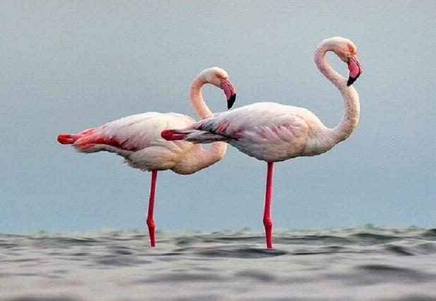 ‌کمبود منابع آبی مهمترین دغدغه برای میزبانی از پرندگان مهاجر در خراسان شمالی