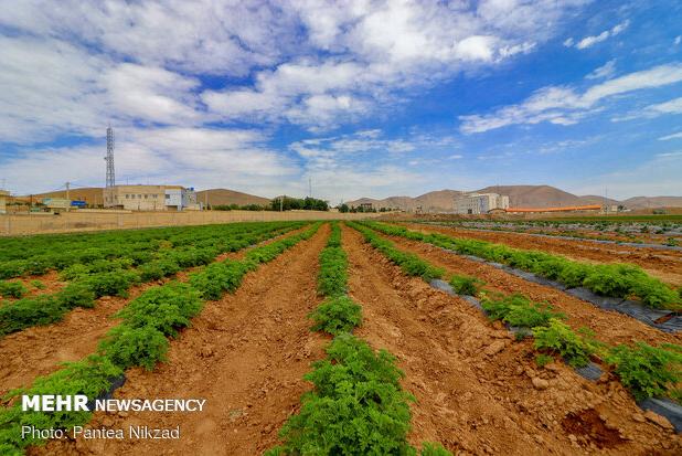 ایلام در آستانه‌ تغییر بزرگ؛ بازنگری در الگوی کشت برای نجات آب و خاک