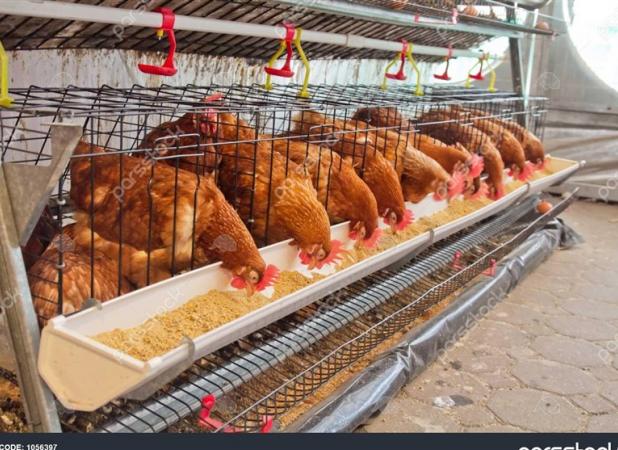 کاهش چشمگیر آلودگی مایکوپلاسما در مرغداری های کشور