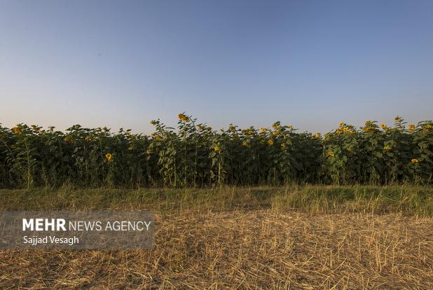 هشدار نسبت به افزایش خسارت پرندگان و ابلاغ دستور اقدام فوری در مزارع