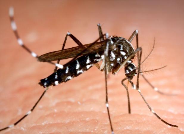 احتمال ابتلای مجدد به تب دنگی وجود دارد