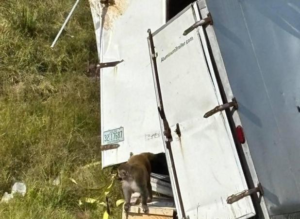 فرار میمون‌های آلوده پس از واژگونی کامیون در آمریکا