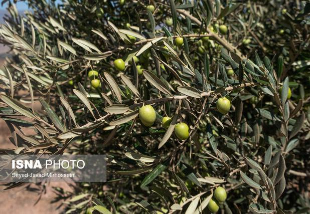 تولید ٣٩۶ تن زیتون در قم