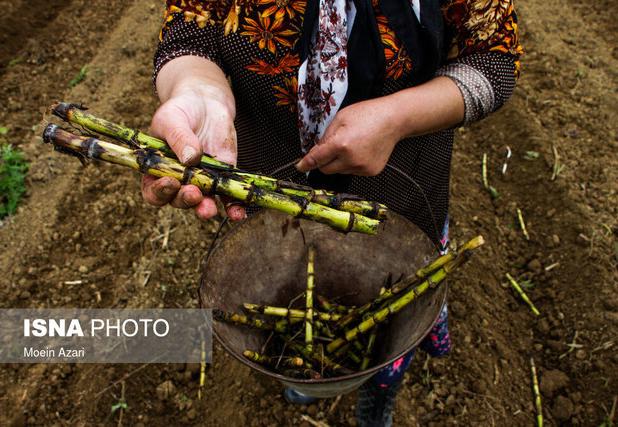 پیش بینی درآمد ۱۸۰ میلیارد ریالی نیشکرکاران گیلان