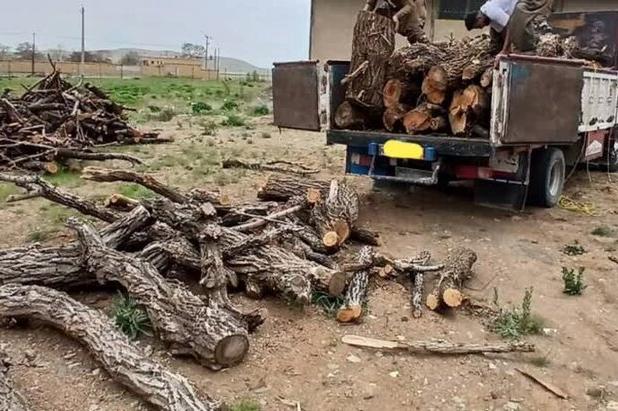۳ قاچاقچی چوب در آمل دستگیر شدند