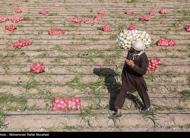 خرید توافقی پیاز از امروز آغاز می‌شود