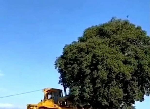 قرق جنگل‌های بلوط را نجات می‌دهد