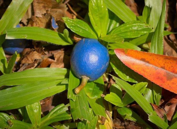 با تنها «میوه آبی» جهان آشنا شوید