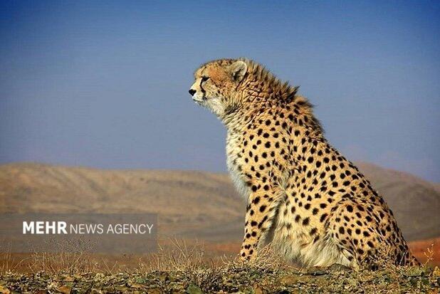 تصویر ۵ قلاده یوزپلنگ آسیایی در میاندشت ثبت شد