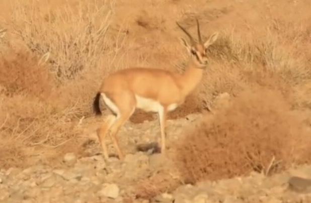 رهاسازی ۳۵ رأس جبیر در پارک ملی توران برای حمایت از یوزپلنگ آسیایی