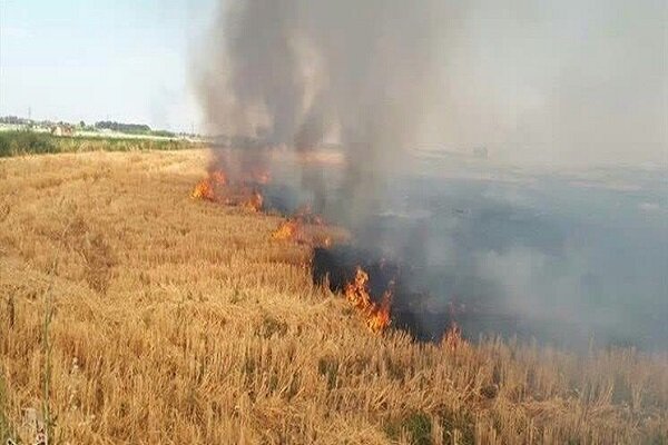 بوی سوختگی کاه و کُلش در مزارع مازندران؛ کشت دوباره ممنوع شد