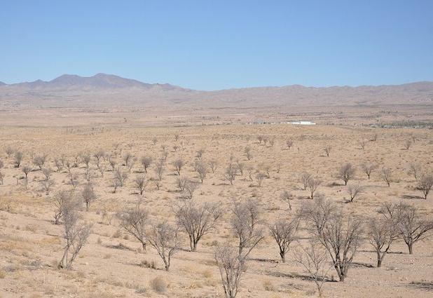 مهم‌ترین عوامل تهدید کننده بزرگ‌ترین بادامستان شرق کشور چیست؟