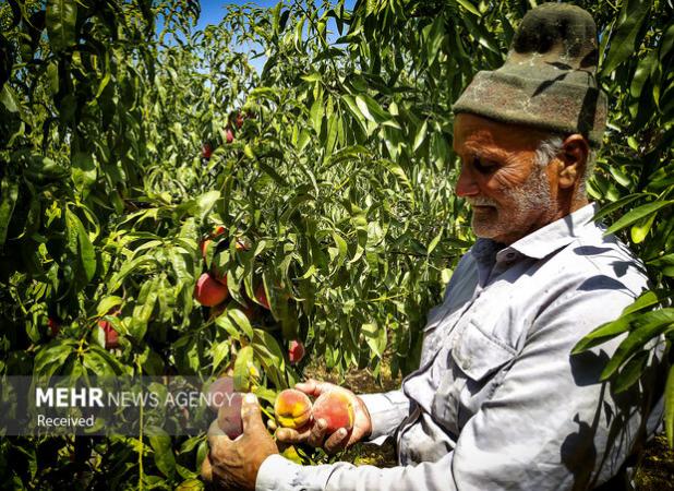 برداشت هلو و شلیل از باغات شاهرود آغاز شد؛ ۵۰۷ هکتار باغ زیر کشت