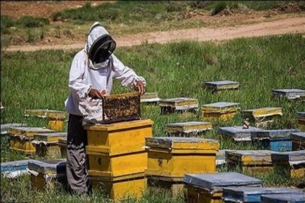 زنبورستان‌های چهارمحال و بختیاری با هدف توسعه سرشماری می‌شود