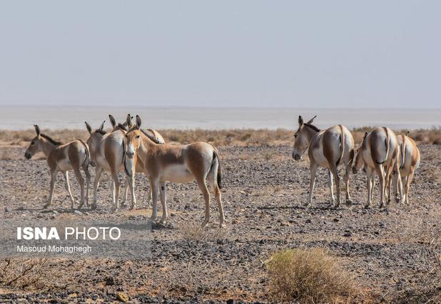 روزگار خوش گورخرهای ایرانی