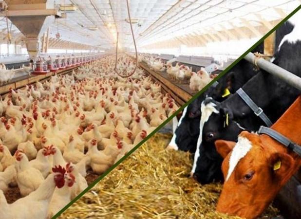 نهاده‌های دامی بدون تغییر قیمت توزیع می‌شود