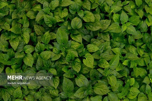 برگزاری نهمین کاروان ملی ترویج بهره‌وری الگوی کشت در سیریک