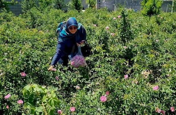 دهمین جشنواره گل محمدی در روستای فرخد مشهد 