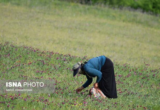 دوبرابر شدن سطح زیر کشت گیاهان دارویی در گیلان / گونه هایی سازگار با کم آبی