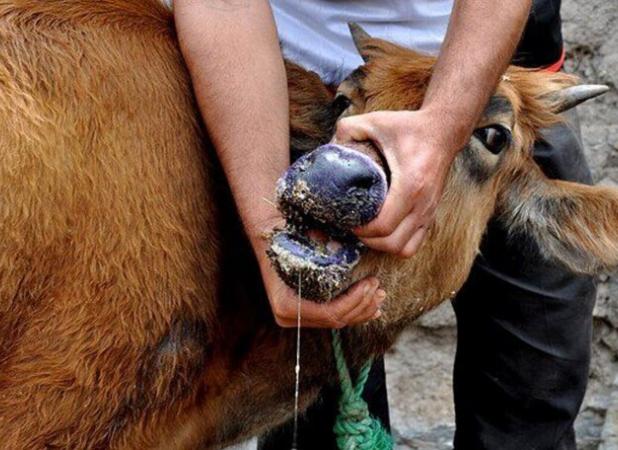 سالاری: دامداران جنوب کرمان در برابر شیوع تب برفکی هوشیار باشند