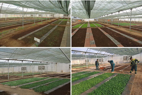 تولید ۲۱ هزار جعبه نشاء گل‌ فصلی برای استقبال از بهار در کرمانشاه