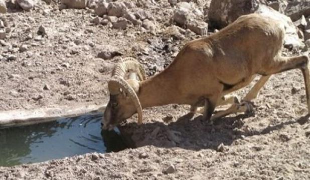 آبرسانی به مناطق حفاظت شده استان مرکزی/خطر مهاجرت حیوانات در نتیجه خشکسالی