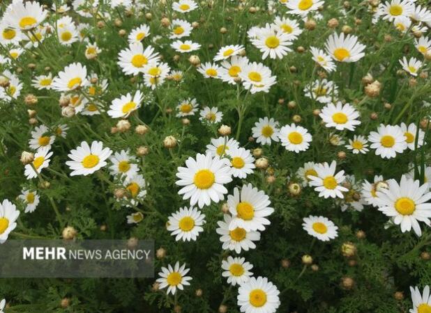 یک دقیقه صدای طبیعت را بشنوید!