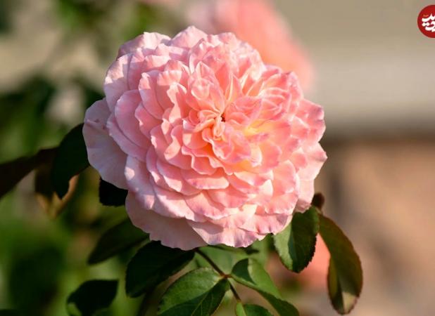 ۱۰ گیاه «خوشبو» برای کاشتن در ورودی خانه