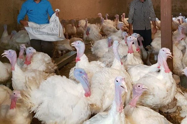 کشف ۳۶۱ قطعه بوقلمون قاچاق دربویین میاندشت