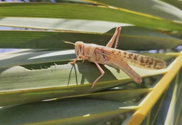 رزمایش مقابله با آفت ملخ صحرایی در بوشهر برگزار می شود