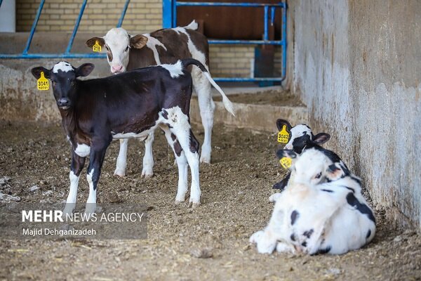 غفوریان: ۵ میلیارد تومان تسهیلات به دامداران سرخه پرداخت شد