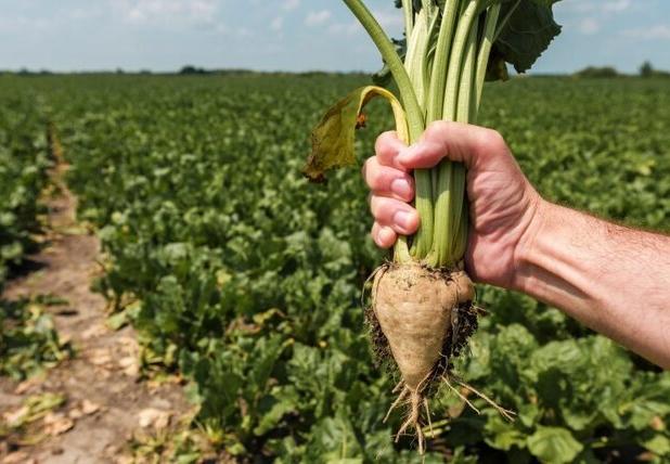 حمل چغندرقند همدان به کارخانجات در حال انجام است/ کشاورزان نسبت به منابع آبی تعهد داشته باشند