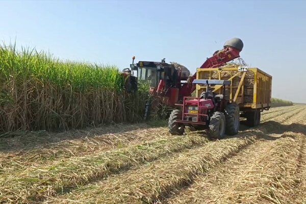 برداشت نیشکر در مزارع خوزستان