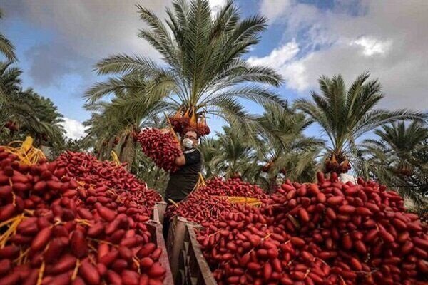 پیش بینی برداشت ۳۱۵۰ تن خرما در خراسان جنوبی؛ استان در رتبه ۹ تولید