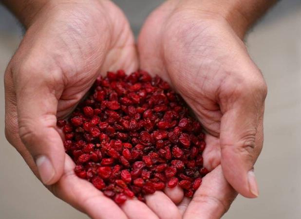 رشد کشت زرشک سیاه در آذربایجان شرقی؛ شبستر تنها مرکز تولید این محصول