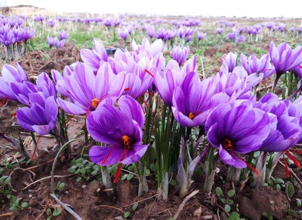 خرید حمایتی زعفران در ۶مرکز در خراسان رضوی