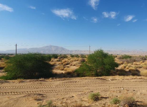 خانمحمدیان:کاشت ۳۵ هزار نهال در بیابان های مهران آغاز شد