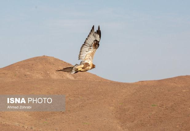 رهاسازی ۲۲ پرنده شکاری در طبیعت شهرستان دورود