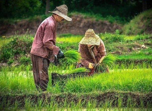 حال خوش برنجکاران با برداشت "رتون"/ طلای دوباره‌زاد چیست؟