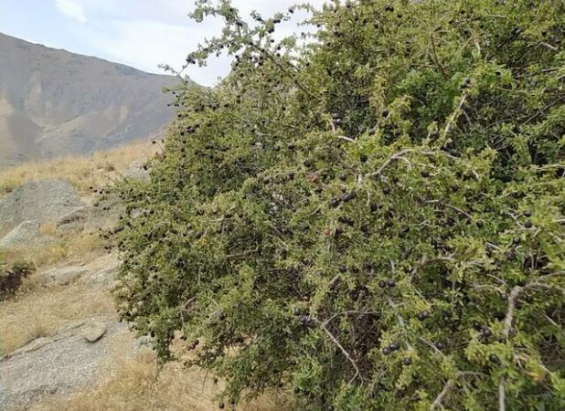 توسعه گونه‌های بومی پسته و آلوی وحشی در کوه کرکس اسدآباد