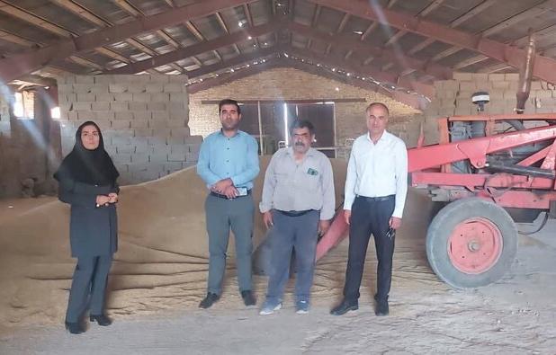 توزیع ۲۷۷ تن جو یارانه‌ای برای حفظ دام مولد