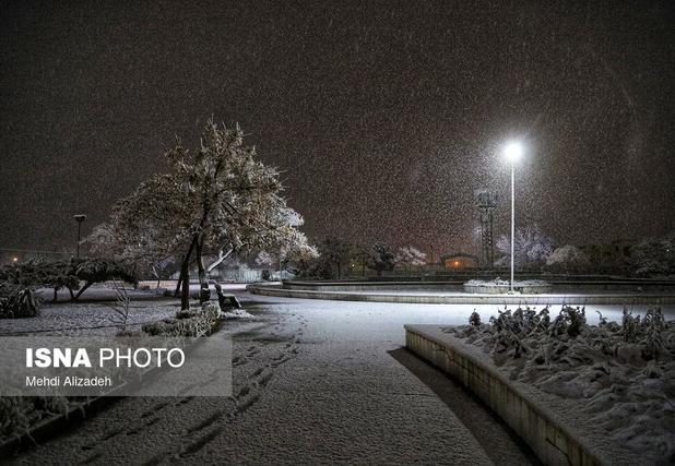 قطع برق در محدوده خیابان آزادی تا استقلال مشهد به دلیل سقوط درخت
