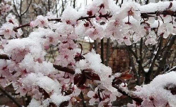  سرمازدگی 2 هزار میلیارد تومان خسارت زد