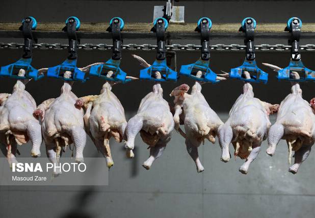 رئیس جهاد کشاورزی استان: ۳۸ هزار تن گوشت مرغ در بوشهر تولید شد