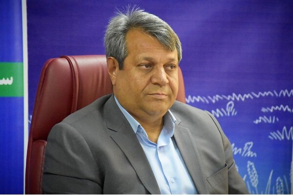 دهمرده: سیستان و بلوچستان ۹۹ درصد موز کشور را تولید می‌کند