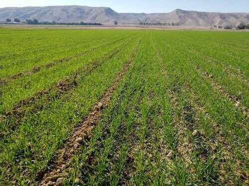 مدیر جهاد کشاورزی دهلران: کشت جو در دهلران از مرز ۲ هزار هکتار گذشت