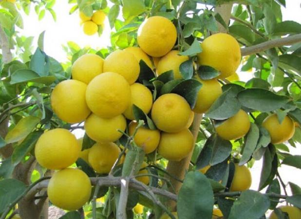 بهجت حقیقی: آغاز برداشت لیموشیرین در فارس آغاز شد